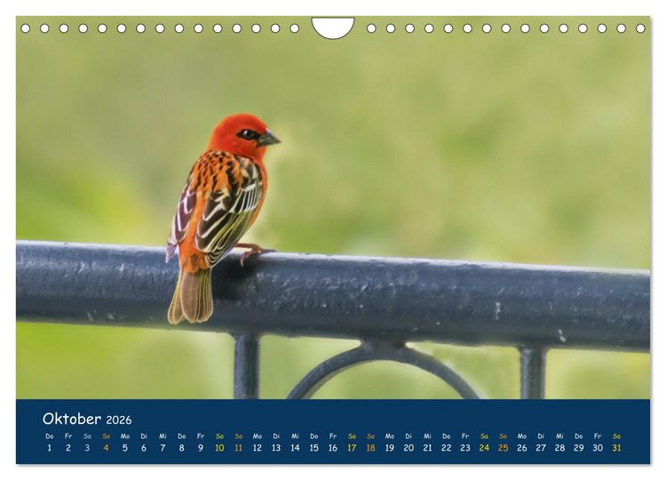 Produktbild: Faszinierende Tierwelt von Mauritius - Magische Momente der Natur (Wandkalender 2026 DIN A4 quer), CALVENDO Monatskalender