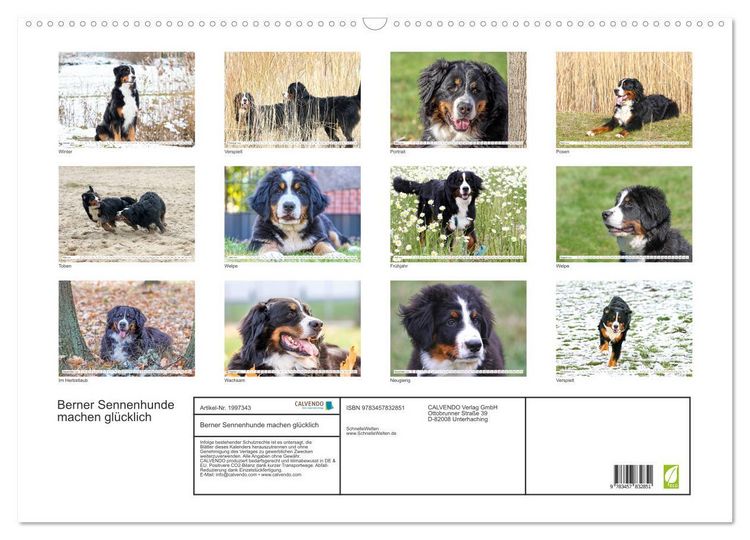 Produktbild: Berner Sennenhunde machen gl&uuml;cklich (Wandkalender 2026 DIN A2 quer), CALVENDO Monatskalender
