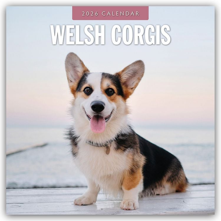 Produktbild: Welsh Corgis – Welsh Corgi 2026 – 16-Monatskalender