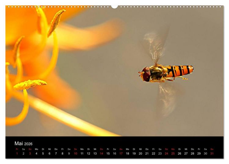 Produktbild: Makro-Kalender 2026 (Wandkalender 2026 DIN A2 quer), CALVENDO Monatskalender