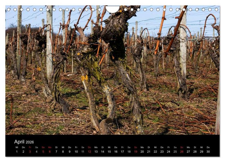 Produktbild: Das Jahr im Weinberg (Wandkalender 2026 DIN A4 quer), CALVENDO Monatskalender