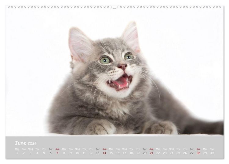 Produktbild: Amazing Ragdoll Kittens (High Quality Premium Wall Calendar 2026 DIN A2 landscape),CALVENDO 12 Month Wall Calendar