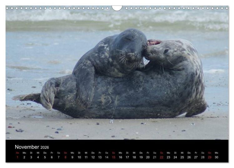 Produktbild: Verspielte Robben (Wandkalender 2026 DIN A3 quer), CALVENDO Monatskalender
