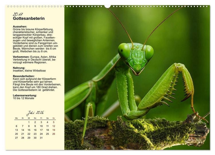Produktbild: Insekt des Jahres (hochwertiger Premium Wandkalender 2026 DIN A2 quer), Kunstdruck in Hochglanz