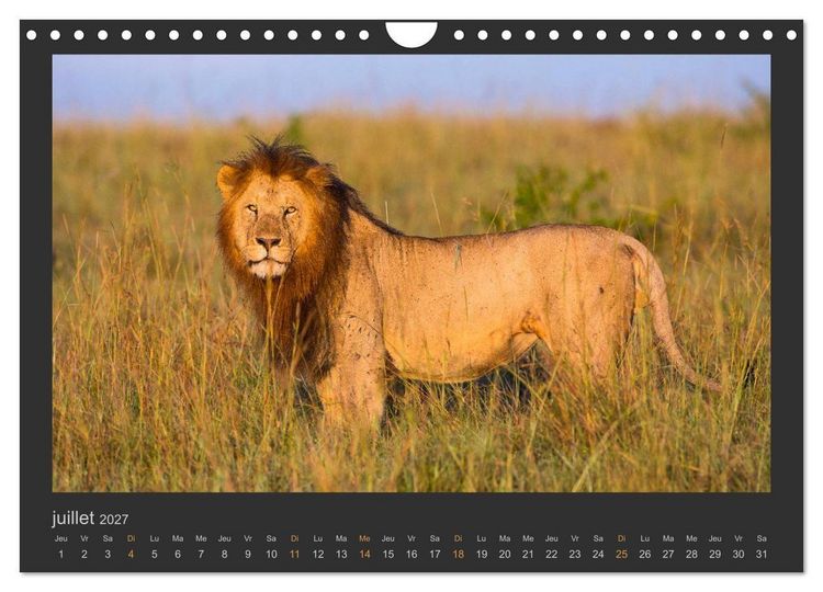 Produktbild: Lions &ndash; Photographies de la faune (Calendrier mural 2027 DIN A4 vertical), CALVENDO calendrier mensuel