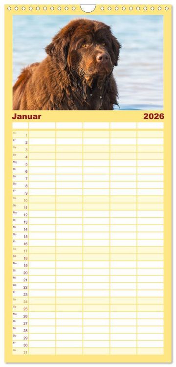 Produktbild: Familienplaner 2026 - Neufundl&auml;nder - Ein b&auml;renstarker Freund mit 5 Spalten (Wandkalender, 21 x 45 cm) CALVENDO