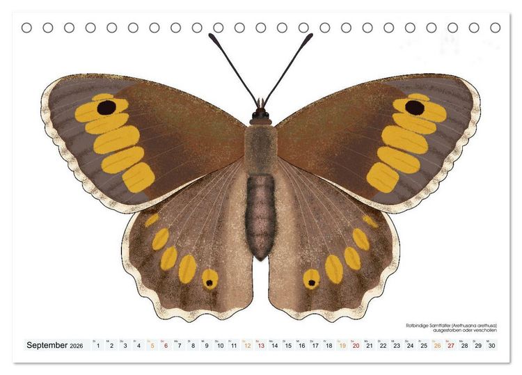 Produktbild: Schmetterlinge illustriert (Tischkalender 2026 DIN A5 quer), CALVENDO Monatskalender