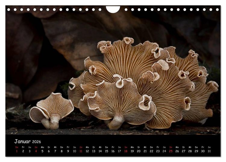 Produktbild: Pilzgalerie (Wandkalender 2026 DIN A4 quer), CALVENDO Monatskalender