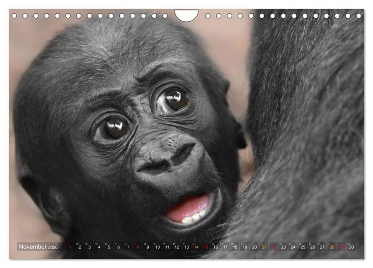 Produktbild: MENSCHENAFFENKINDER 2 (Wandkalender 2026 DIN A4 quer), CALVENDO Monatskalender