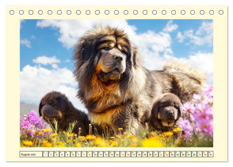 Produktbild: Tibet Mastiffs. Stolze Seelen im Wind der Berge (Tischkalender 2026 DIN A5 quer), CALVENDO Monatskalender