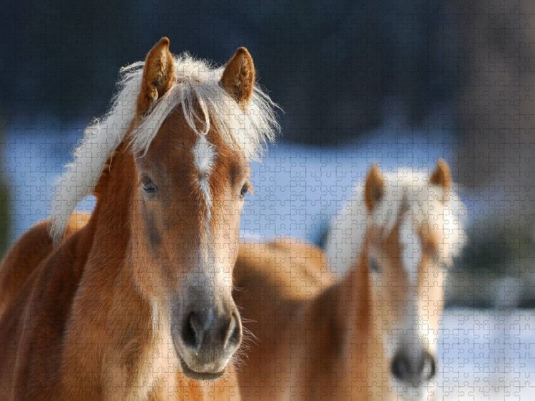 Produktbild: CALVENDO Puzzle Haflinger | 1000 Teile Lege-Gr&ouml;&szlig;e 64x48cm Foto-Puzzle f&uuml;r gl&uuml;ckliche Stunden