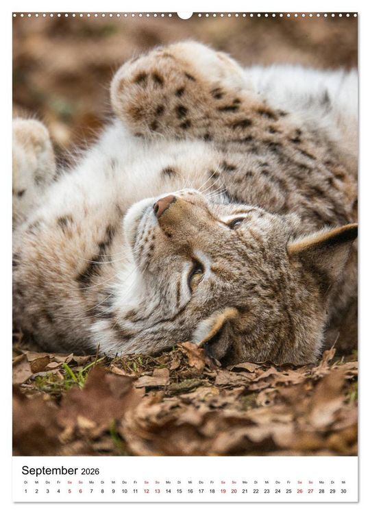 Produktbild: Der eurasische Luchs (hochwertiger Premium Wandkalender 2026 DIN A2 hoch), Kunstdruck in Hochglanz