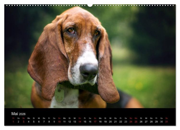 Produktbild: Der Basset, eine LANGE und besondere Liebe (Wandkalender 2026 DIN A2 quer), CALVENDO Monatskalender