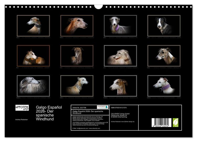 Produktbild: Galgo Espa&ntilde;ol 2026- Der spanische Windhund (Wandkalender 2026 DIN A3 quer), CALVENDO Monatskalender