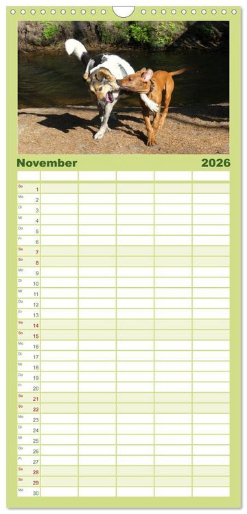 Produktbild: Familienplaner 2026 - Rhodesian Ridgeback - Jung, wild, zuckers&uuml;&szlig; mit 5 Spalten (Wandkalender, 21 x 45 cm) CALVENDO