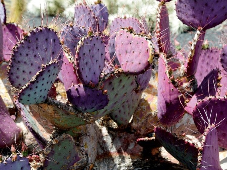 Produktbild: CALVENDO Puzzle Opuntia Macrocentra, Mexico | 1000 Teile Lege-Gr&ouml;&szlig;e 64x48cm Foto-Puzzle f&uuml;r gl&uuml;ckliche Stunden