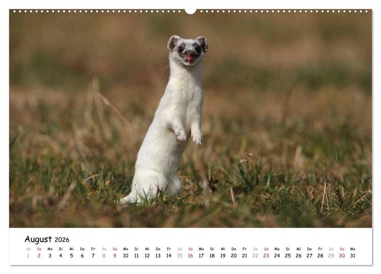 Produktbild: Hermelin - das wieselflinke Raubtier (hochwertiger Premium Wandkalender 2026 DIN A2 quer), Kunstdruck in Hochglanz