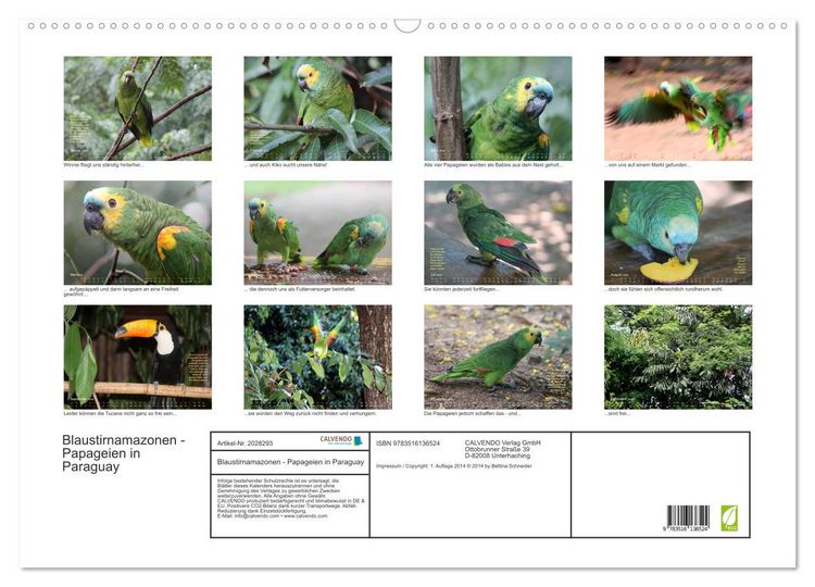 Produktbild: Blaustirnamazonen - Papageien in Paraguay (Wandkalender 2026 DIN A2 quer), CALVENDO Monatskalender