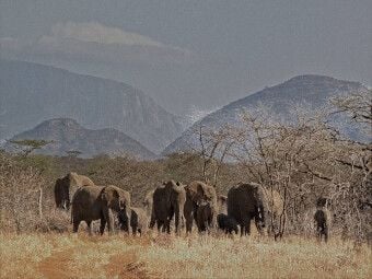 Produktbild: CALVENDO Puzzle Wildlife pur : Elefantenherde | 1000 Teile Lege-Gr&ouml;&szlig;e 64x48cm Foto-Puzzle f&uuml;r gl&uuml;ckliche Stunden