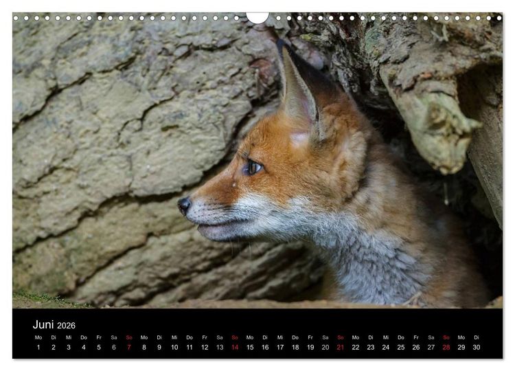 Produktbild: F&uuml;chse in freier Natur (Wandkalender 2026 DIN A3 quer), CALVENDO Monatskalender
