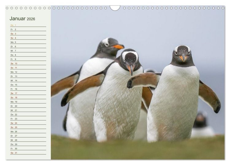 Produktbild: Unter Pinguinen (Wandkalender 2026 DIN A3 quer), CALVENDO Monatskalender
