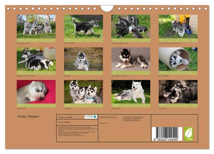 Produktbild: Husky Welpen (Wandkalender 2026 DIN A4 quer), CALVENDO Monatskalender