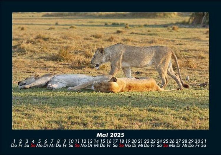 Produktbild: L&ouml;wen in der Wildnis 2025 Fotokalender DIN A5