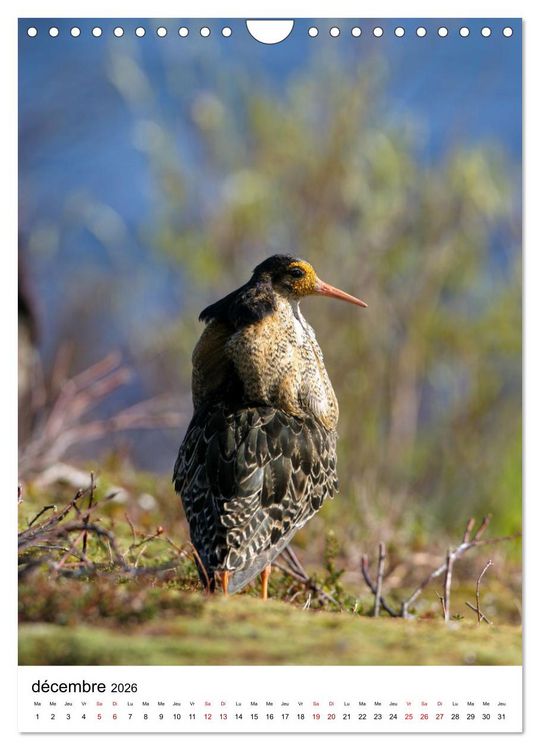 Produktbild: La Scandinavie et ses oiseaux (Calendrier mural 2026 DIN A4 horizontal), CALVENDO calendrier mensuel