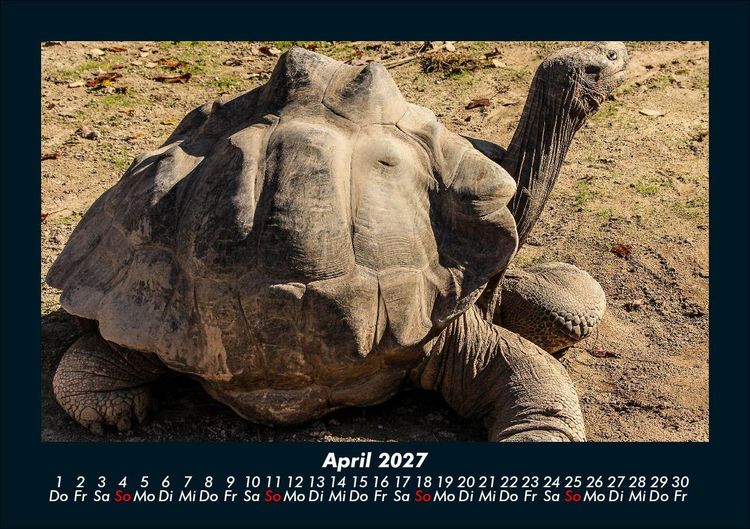 Produktbild: Schildkr&ouml;tenzauber 2027 Fotokalender DIN A5