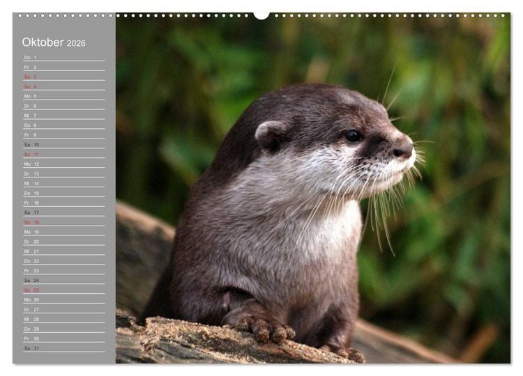 Produktbild: Otter. Frech, laut und clever (Wandkalender 2026 DIN A2 quer), CALVENDO Monatskalender