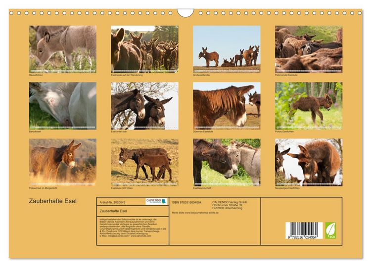Produktbild: Zauberhafte Esel (Wandkalender 2026 DIN A3 quer), CALVENDO Monatskalender