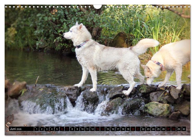 Produktbild: Faszination Husky (Wandkalender 2026 DIN A3 quer), CALVENDO Monatskalender