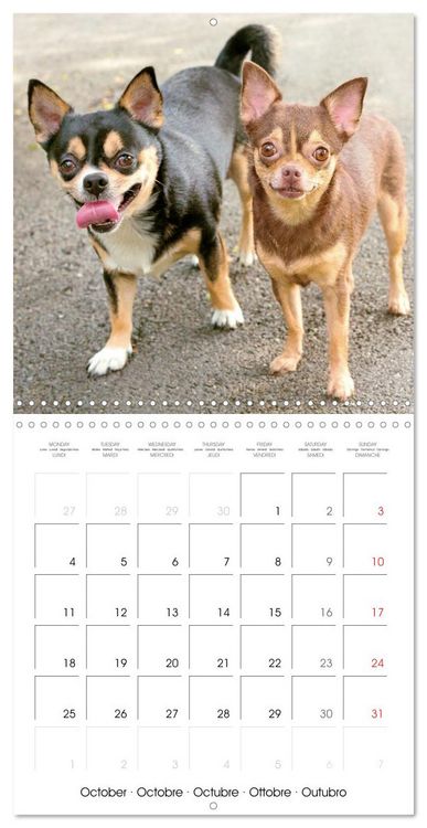 Produktbild: Chihuahua: Small dogs, but mighty (Wall Calendar 2027 12 &times; 12 Inch) CALVENDO 12 Month Wall Calendar