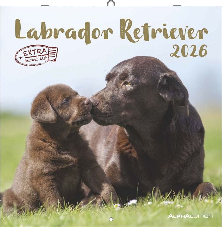 Bild vom Artikel Labrador Retriever 2026 - Broschürenkalender 30x30 cm (30x60 geöffnet) - Kalende vom Autor Alpha Edition