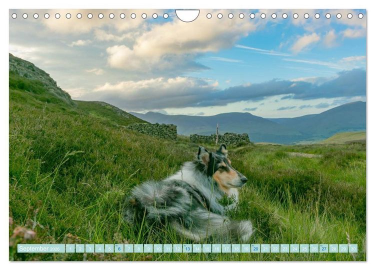 Produktbild: Highland-Collies - Auf vier Pfoten durch Schottland und Irland (Wandkalender 2026 DIN A4 quer), CALVENDO Monatskalender