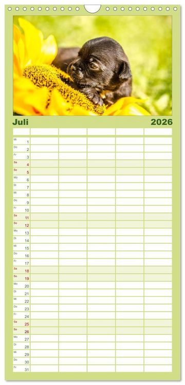 Produktbild: Familienplaner 2026 - M&ouml;pse mit 5 Spalten (Wandkalender, 21 x 45 cm) CALVENDO