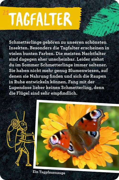 Produktbild: 50 Insekten, Spinnen & Co. - Nature Zoom (Blechdose)