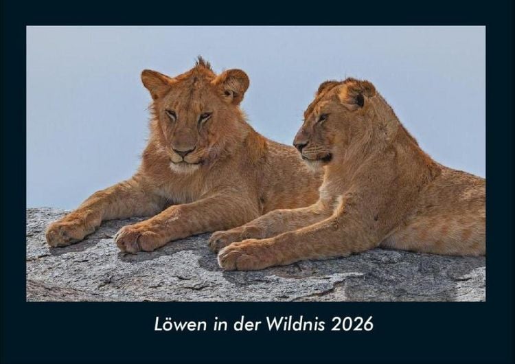 Produktbild: L&ouml;wen in der Wildnis 2026 Fotokalender DIN A4