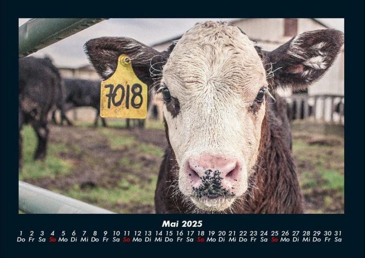 Produktbild: Kuhkalender 2025 Fotokalender DIN A4