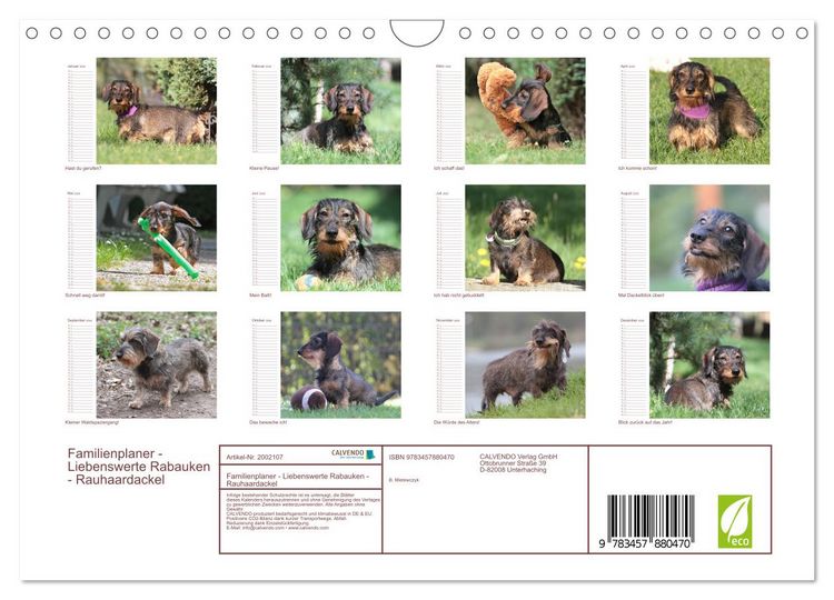 Produktbild: Familienplaner - Liebenswerte Rabauken - Rauhaardackel (Wandkalender 2026 DIN A4 quer), CALVENDO Monatskalender