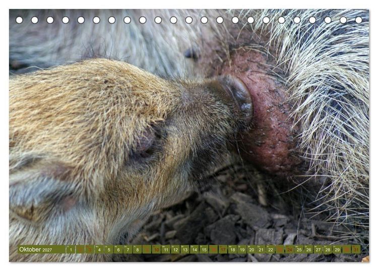 Produktbild: Wildschweins Kinderstube - Freche Frischlinge (Tischkalender 2027 DIN A5 quer), CALVENDO Monatskalender