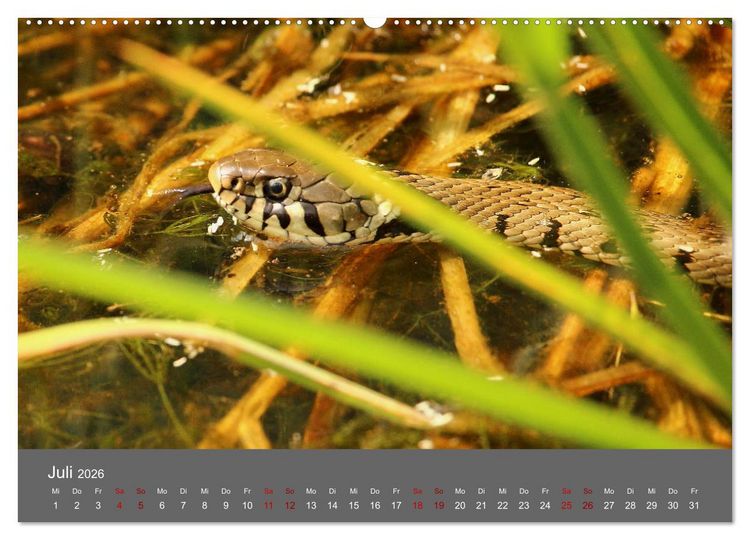 Produktbild: Wahner Heide - Aussichten und Begegnungen (Wandkalender 2026 DIN A2 quer), CALVENDO Monatskalender