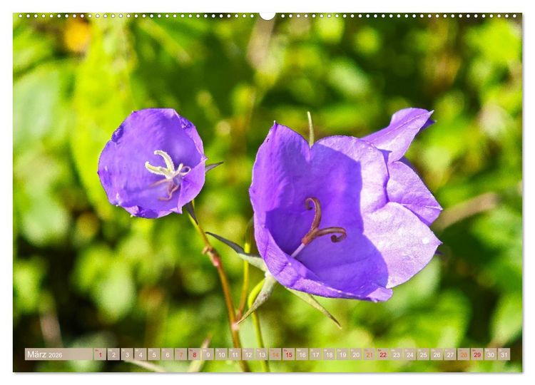 Produktbild: Schweden im Sommer (Wandkalender 2026 DIN A2 quer), CALVENDO Monatskalender
