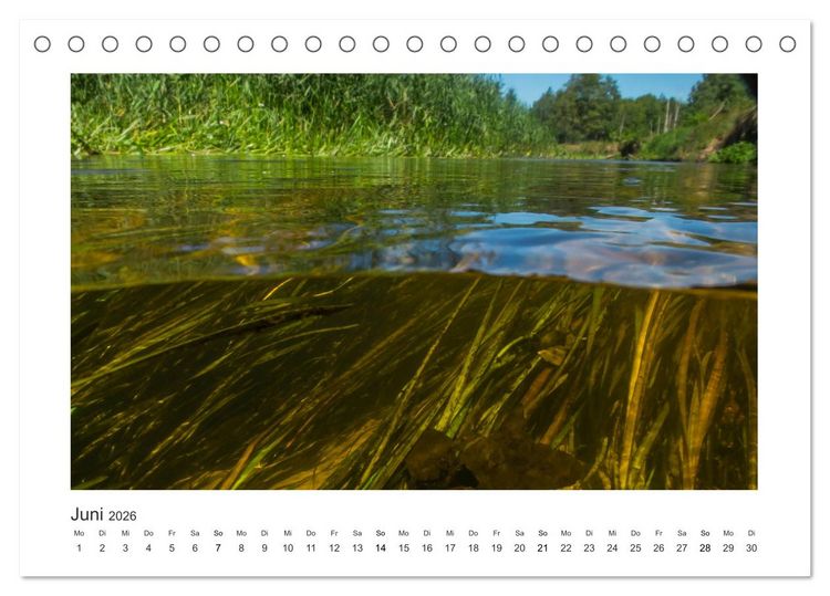 Produktbild: Unter Wasser in B&auml;chen und Fl&uuml;ssen (Tischkalender 2026 DIN A5 quer), CALVENDO Monatskalender