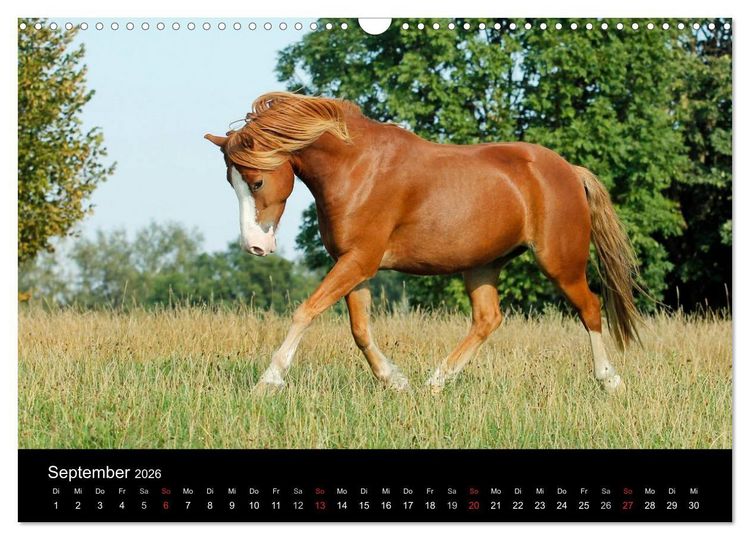 Produktbild: Faszinierende Pferde 2026 (Wandkalender 2026 DIN A3 quer), CALVENDO Monatskalender