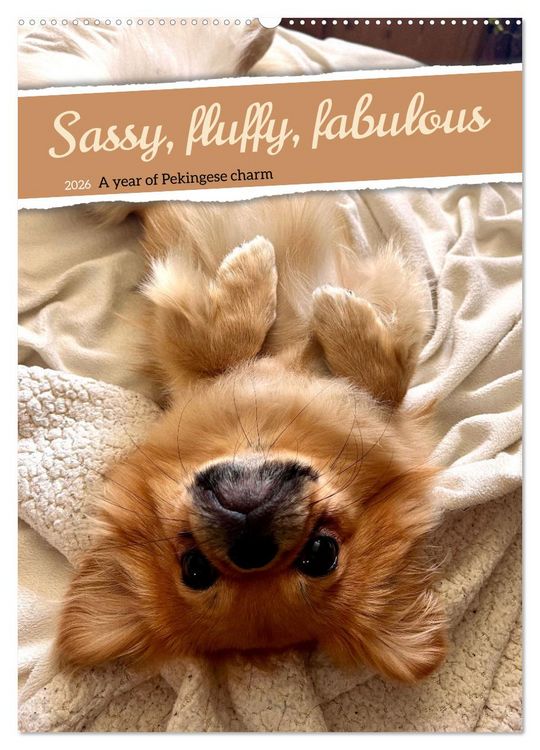 Produktbild: Sassy, fluffy, fabulous &ndash; A year of Pekingese charm (Wall Calendar 2026 DIN A2 portrait), CALVENDO 12 Month Wall Calendar