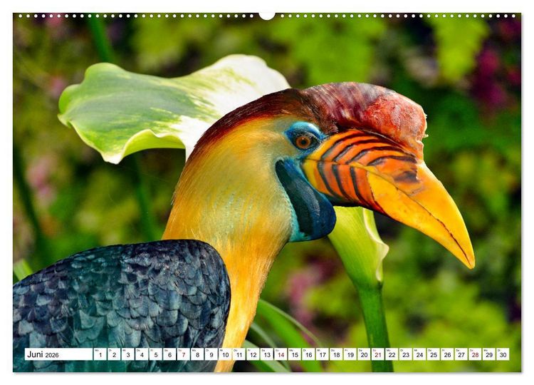 Produktbild: Bunte Vielfalt in der Vogelwelt (Wandkalender 2026 DIN A2 quer), CALVENDO Monatskalender