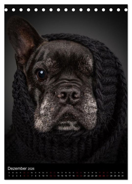 Produktbild: Bullyzauber - Franz&ouml;sische Bulldoggen (Tischkalender 2026 DIN A5 hoch), CALVENDO Monatskalender