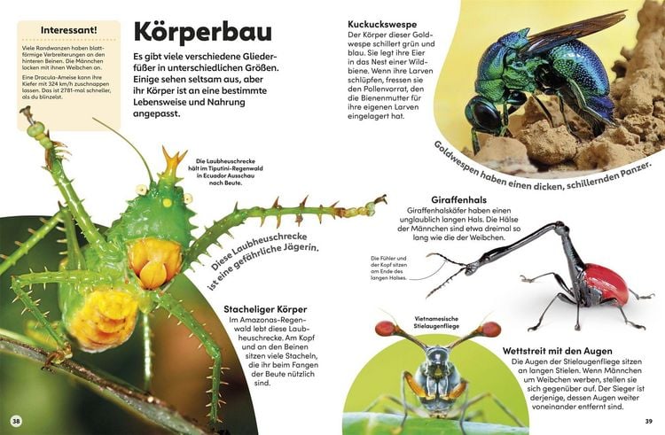 Produktbild: memo Wissen Kids. Insekten