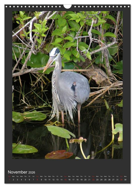 Produktbild: Herons & Egrets (Wall Calendar 2026 DIN A3 portrait), CALVENDO 12 Month Wall Calendar